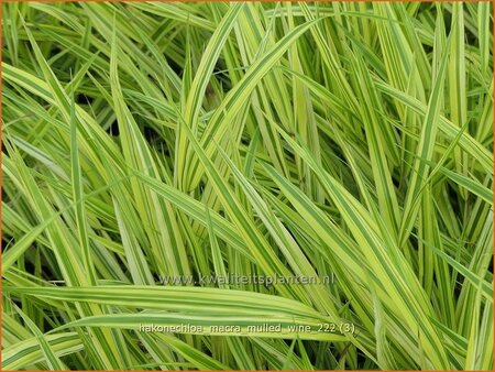 Hakonechloa macra 'Mulled Wine'