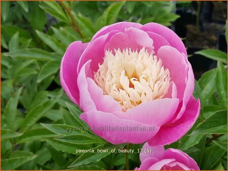 Paeonia &#39;Bowl of Beauty&#39; (pot 11 cm)