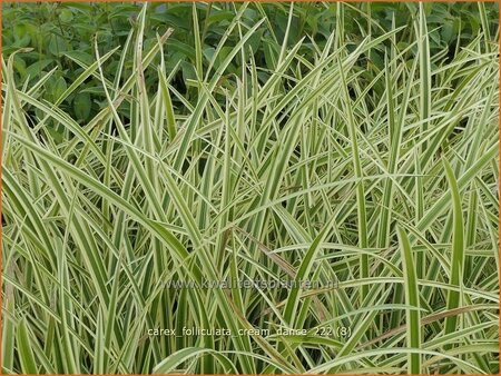 Carex folliculata 'Cream Dance'