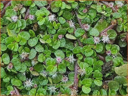 Soleirolia soleirolii