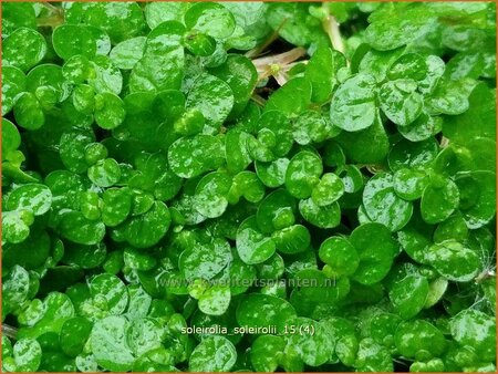 Soleirolia soleirolii