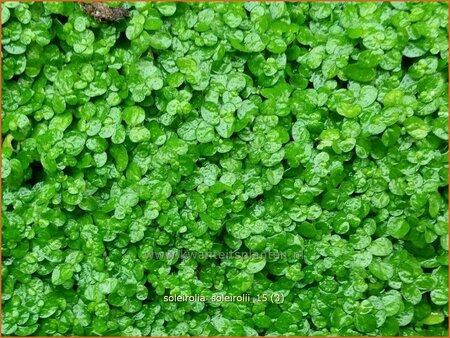Soleirolia soleirolii