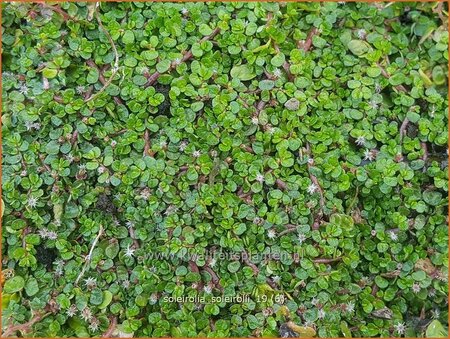 Soleirolia soleirolii