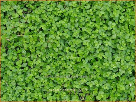 Soleirolia soleirolii