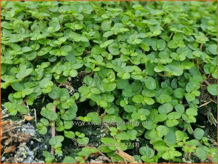 Soleirolia soleirolii