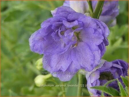 Delphinium 'Paramo Lavanda'