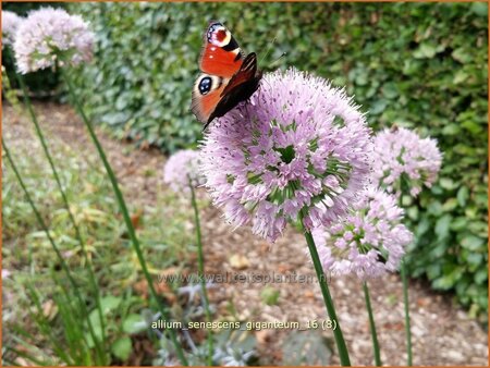 Allium senescens 'Giganteum'