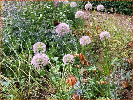 Allium senescens 'Giganteum'