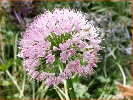 Allium senescens 'Giganteum'