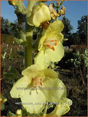 Verbascum 'Cotswold Queen'