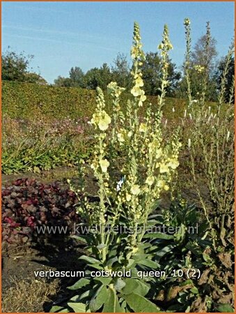 Verbascum 'Cotswold Queen'