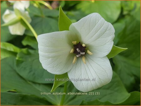 Trillium sulcatum f. alba