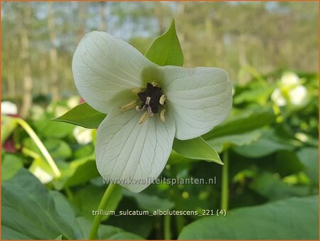 Trillium sulcatum f. alba