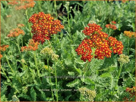 Achillea 'Sassy Summer Sunset'