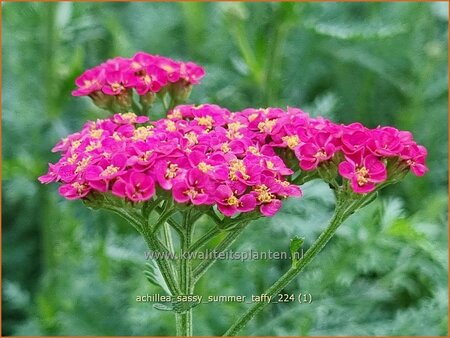 Achillea &#39;Sassy Summer Taffy&#39;