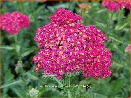 Achillea &#39;Sassy Summer Taffy&#39;