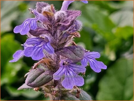 Ajuga reptans