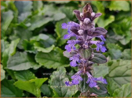 Ajuga reptans