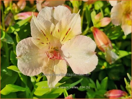 Alstroemeria 'Beach Valley'