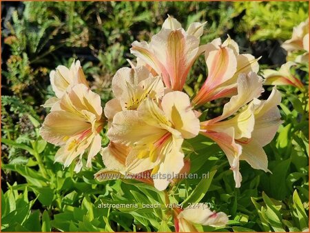 Alstroemeria 'Beach Valley'