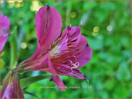 Alstroemeria 'Mauve Majestic'