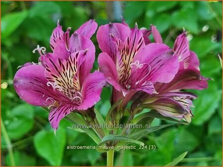 Alstroemeria 'Mauve Majestic'