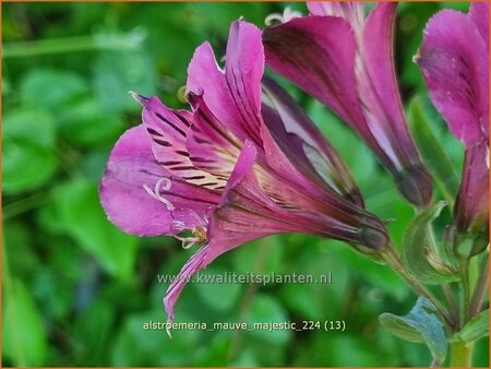 Alstroemeria 'Mauve Majestic'