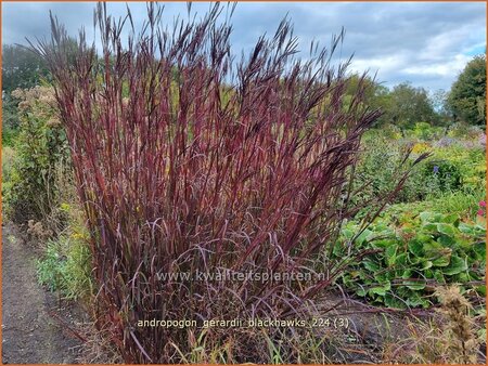 Andropogon gerardii &#39;Blackhawks&#39;