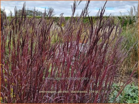 Andropogon gerardii &#39;Blackhawks&#39;
