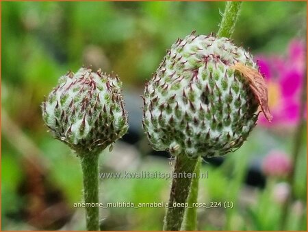 Anemone multifida &#39;Annabella Deep Rose&#39;