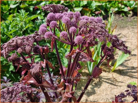 Angelica sylvestris 'Ebony'