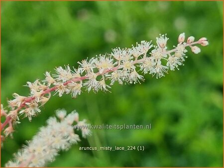Aruncus &#39;Misty Lace&#39;