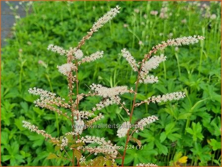 Aruncus 'Misty Lace'