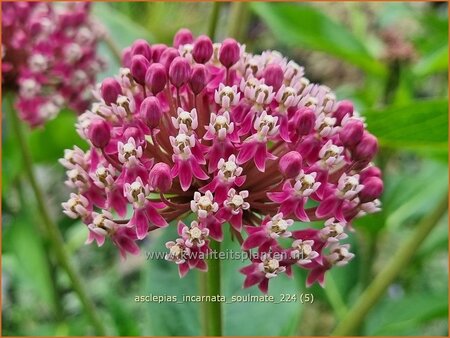 Asclepias incarnata &#39;Soulmate&#39;