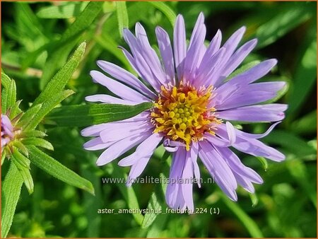 Aster amethystinus &#39;Freiburg&#39;