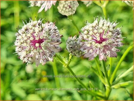Astrantia major &#39;Diamonds Soft Pink&#39;