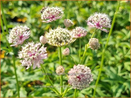 Astrantia major &#39;Diamonds Soft Pink&#39;