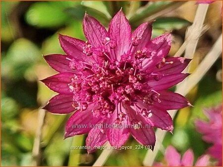 Astrantia major 'Red Joyce'