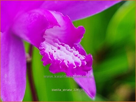 Bletilla striata