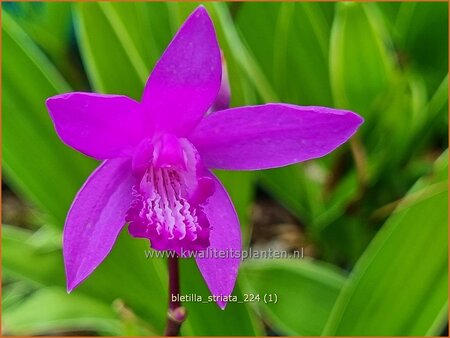 Bletilla striata