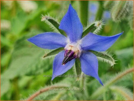 Borago officinalis