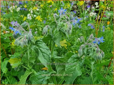 Borago officinalis