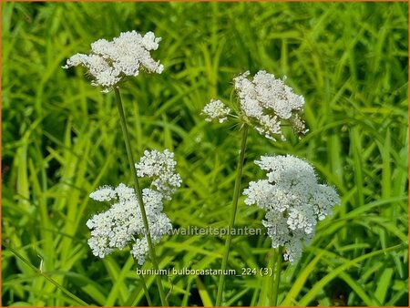 Bunium bulbocastanum