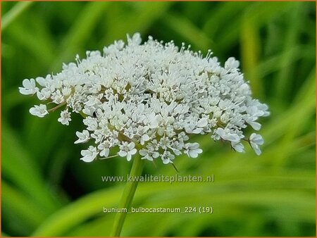 Bunium bulbocastanum