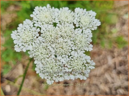 Bunium bulbocastanum