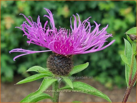 Centaurea polyphylla &#39;Caramia&#39;