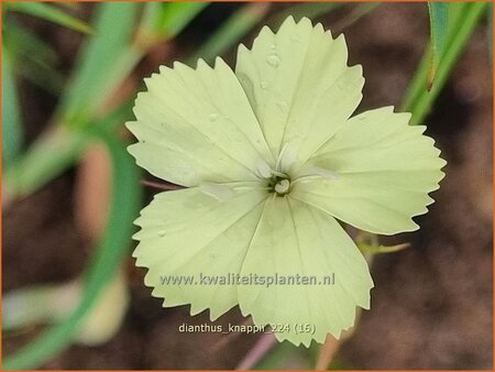 Dianthus knappii