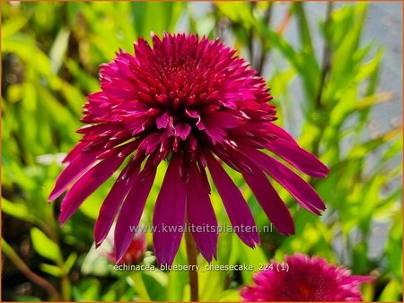 Echinacea &#39;Blueberry Cheesecake&#39;
