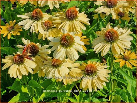 Echinacea purpurea 'Aloha'