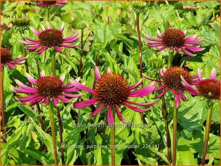 Echinacea purpurea &#39;Prima Spider&#39;